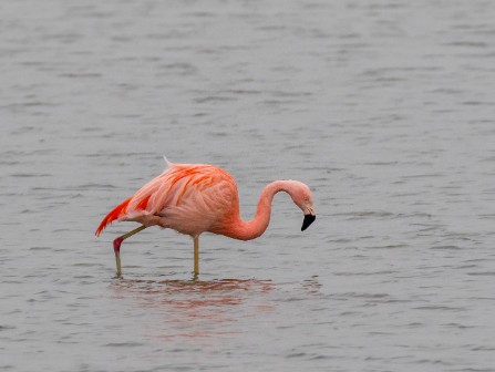 Flamingos in de Polder