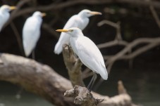 Cattle Egred
