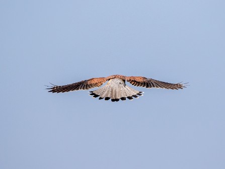 Vogelfotografie Nederlandse vogels